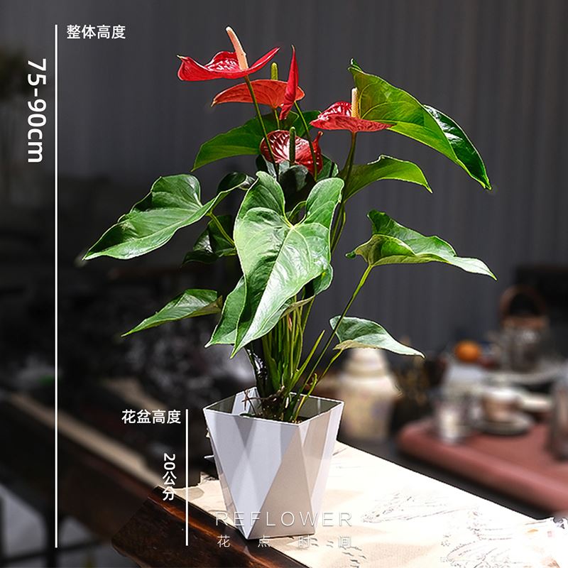 花点时间绿植-红掌1盆